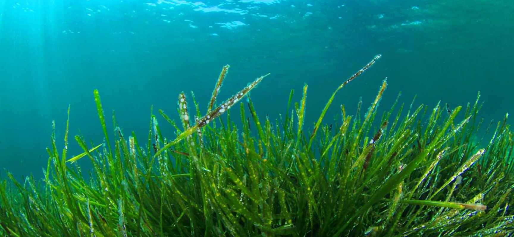 Маски из морских водорослей этих видов питают, смягчают и увлажняют кожу, содержат множество витаминов и микроэлементов