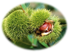 Конский каштан – листопадное цветущее дерево, цветки, листья, семена которого широко используются в современной медицине для лечения отеков и воспаления ног